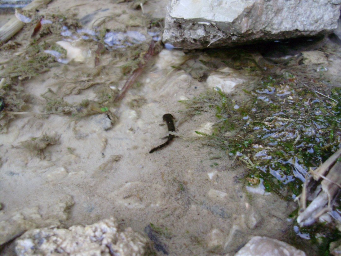 Popolazione di S. salamandra molto numerosa